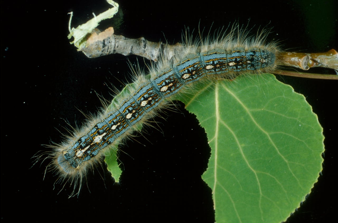 A close-up of a forest tent caterpillar, pictured toward the end of its larva stage.