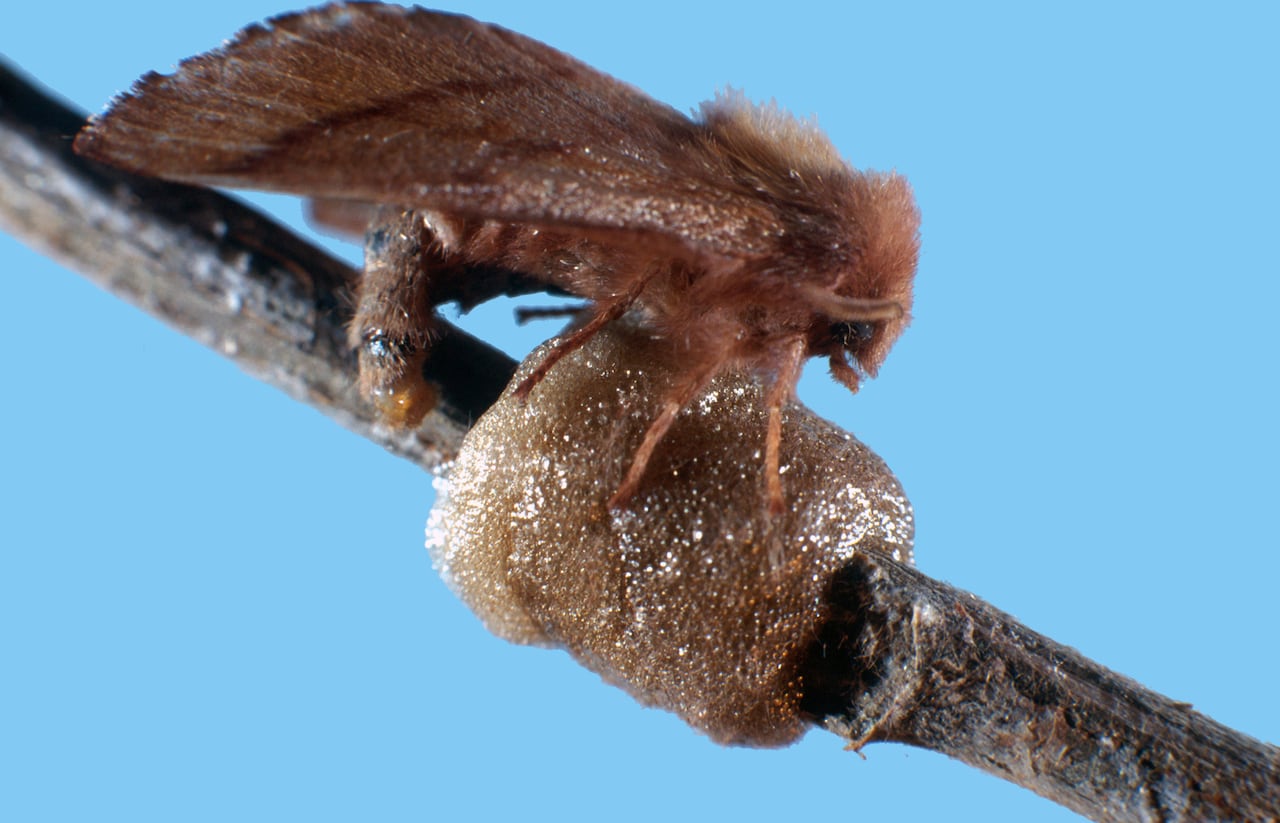 A moth laying eggs.