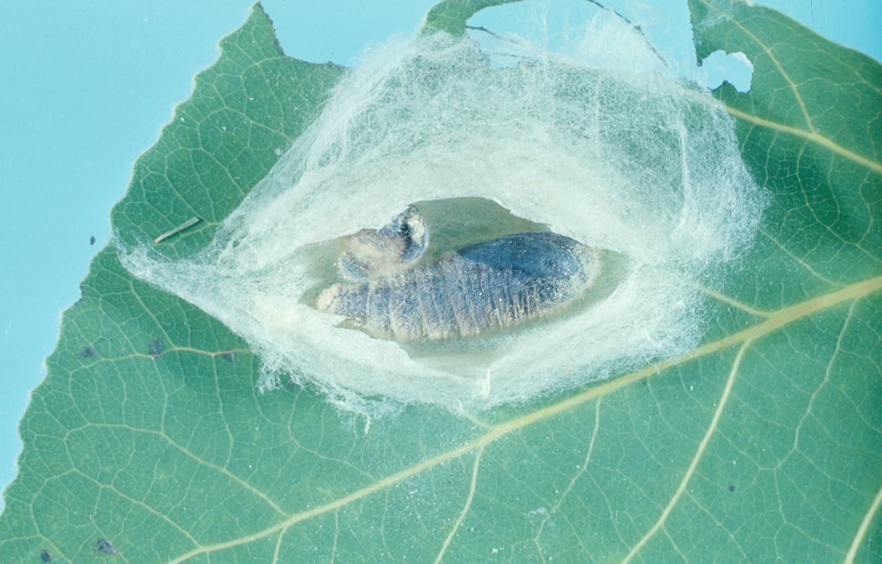 A silk cocoon.