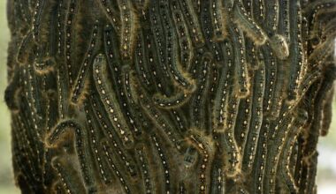 Forest tent caterpillars feast in Calgary as outbreak spikes population across Alberta