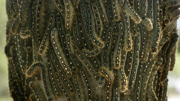 Forest tent caterpillars feast in Calgary as outbreak spikes population across Alberta