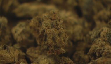 N.S. seeing an increase in teens with long-lasting psychosis due to high-potency cannabis