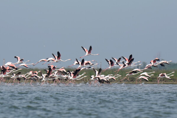A group of flamingos fly in the Venetian lagoon, in Venice, Italy, Monday, May 4, 2026. (AP Photo/Luca Bruno)