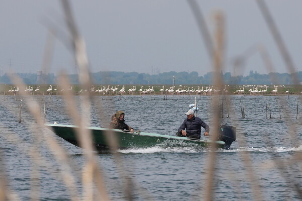 Fishermen sail on a small boat as a group of flamingos is seen in background in the Venetian lagoon, in Venice, Italy, Monday, May 4, 2026. (AP Photo/Luca Bruno)