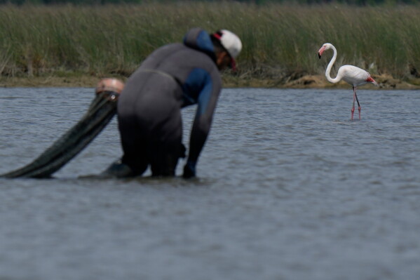 A fisherman searches clams next to a flamingo in the Venetian lagoon in Venice, Italy, Monday, May 4, 2026. (AP Photo/Luca Bruno)