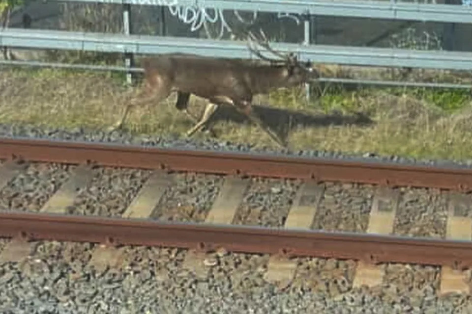 A deer on train tracks in Eastwood, Sydney.