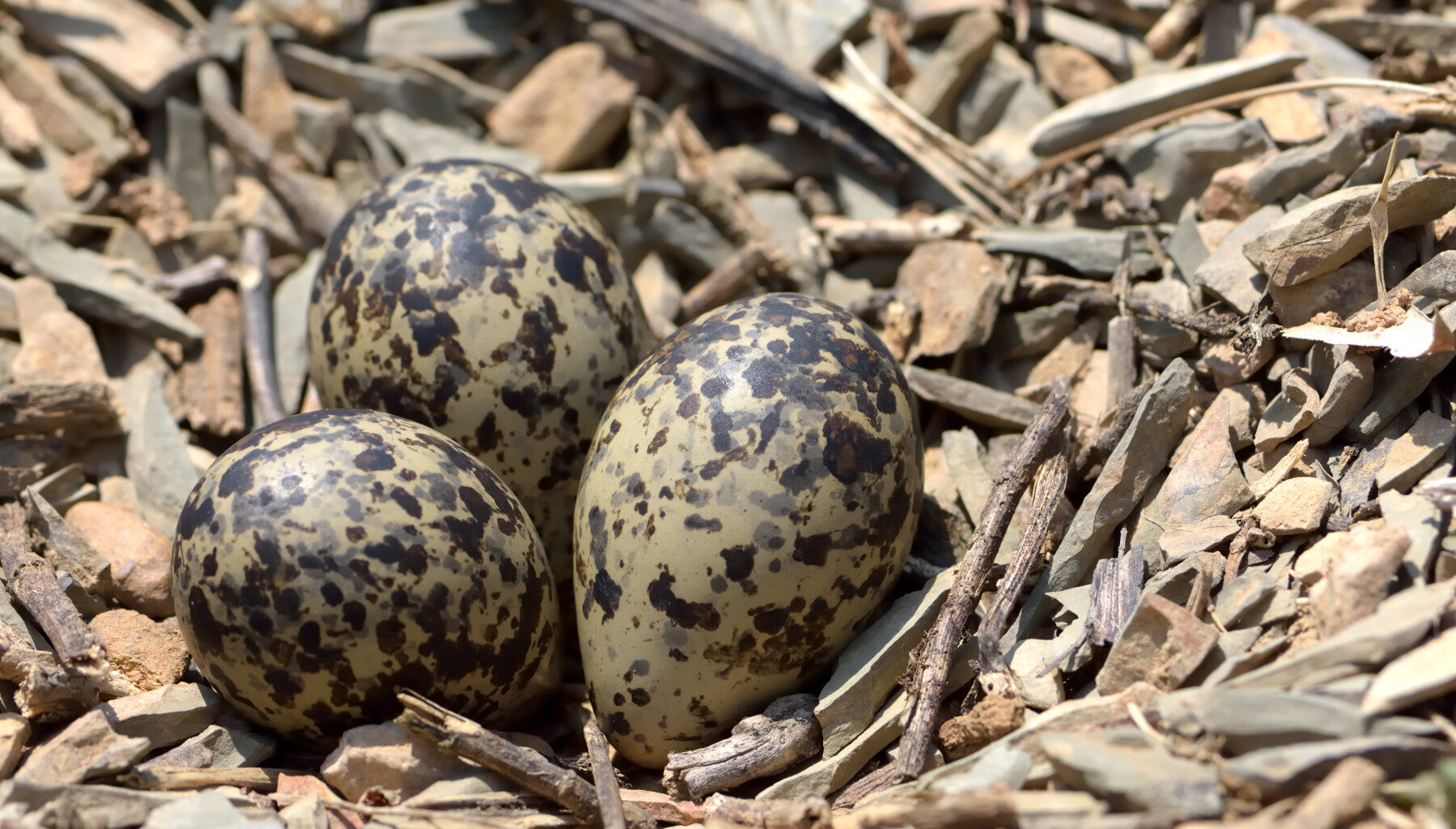 While their total lifespans are unknown, researchers theorize duck-bill dinosaurs likely grew extremely fast.