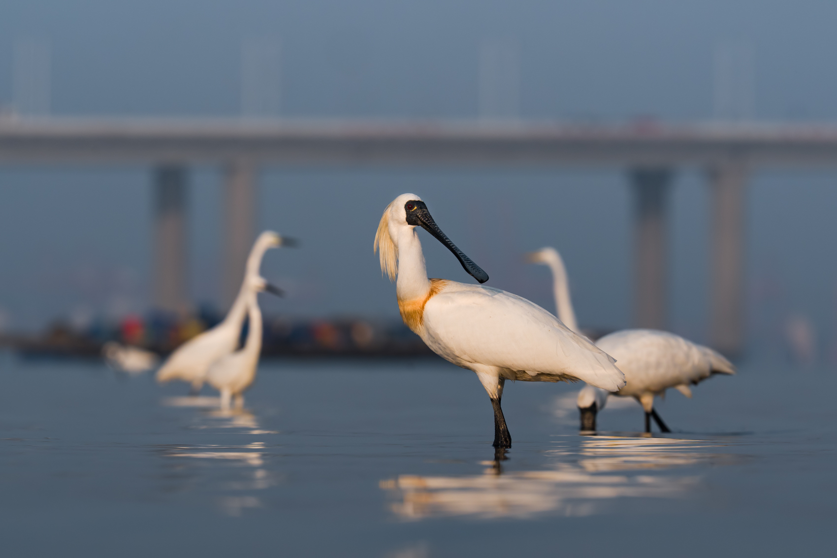 Black-faced spoonbills. Photo: Fung Hon-shing.