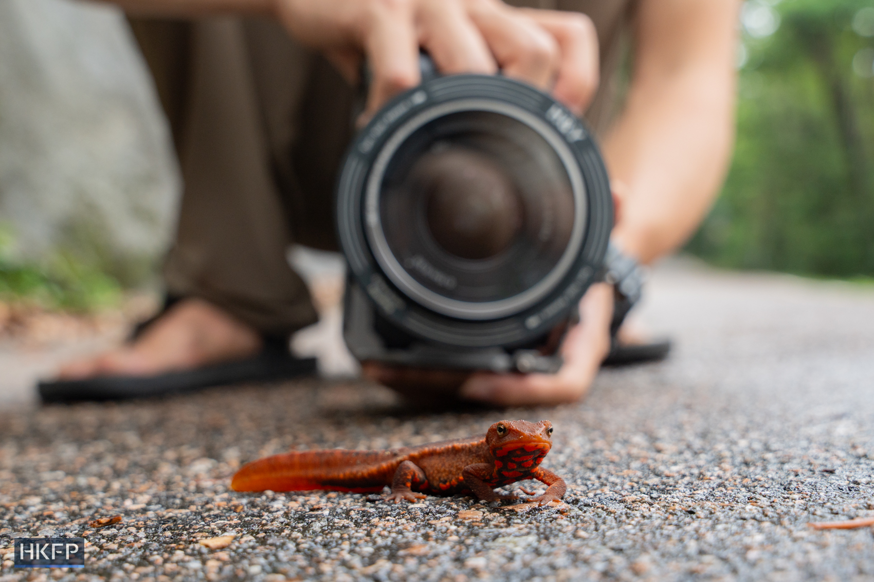 Fung Hon-shing films a Hong Kong newt walking on a road in Sai Kung on April 25, 2025. Photo: Kyle Lam/HKFP.