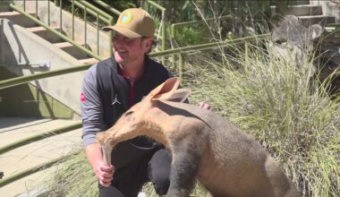 Former NASCAR driver visits San Diego Zoo to promote upcoming race