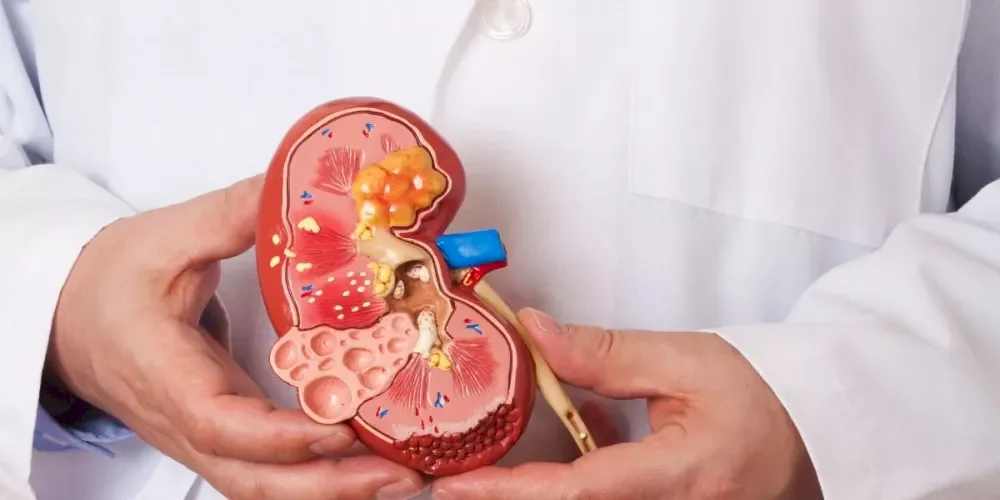 New Drug Stops Progression of Kidney Cancer