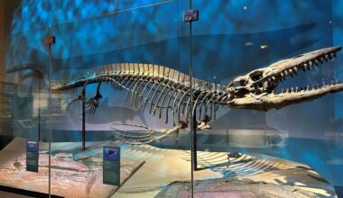 Giant marine predator Tylosaurus rex was the T. rex of the sea
