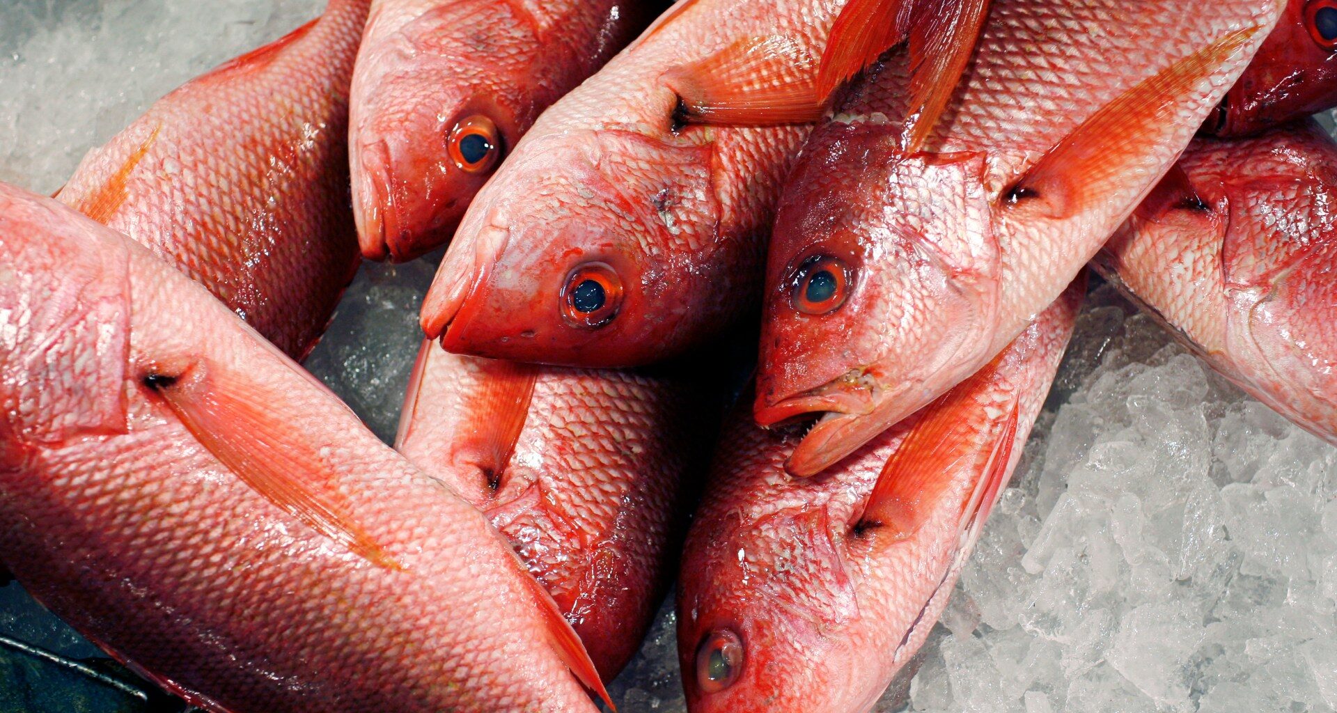 Trump expands red snapper fishing as critics warn of overfishing | Donald Trump News