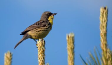 Endangered birds spotted in restored Simcoe County Forest site