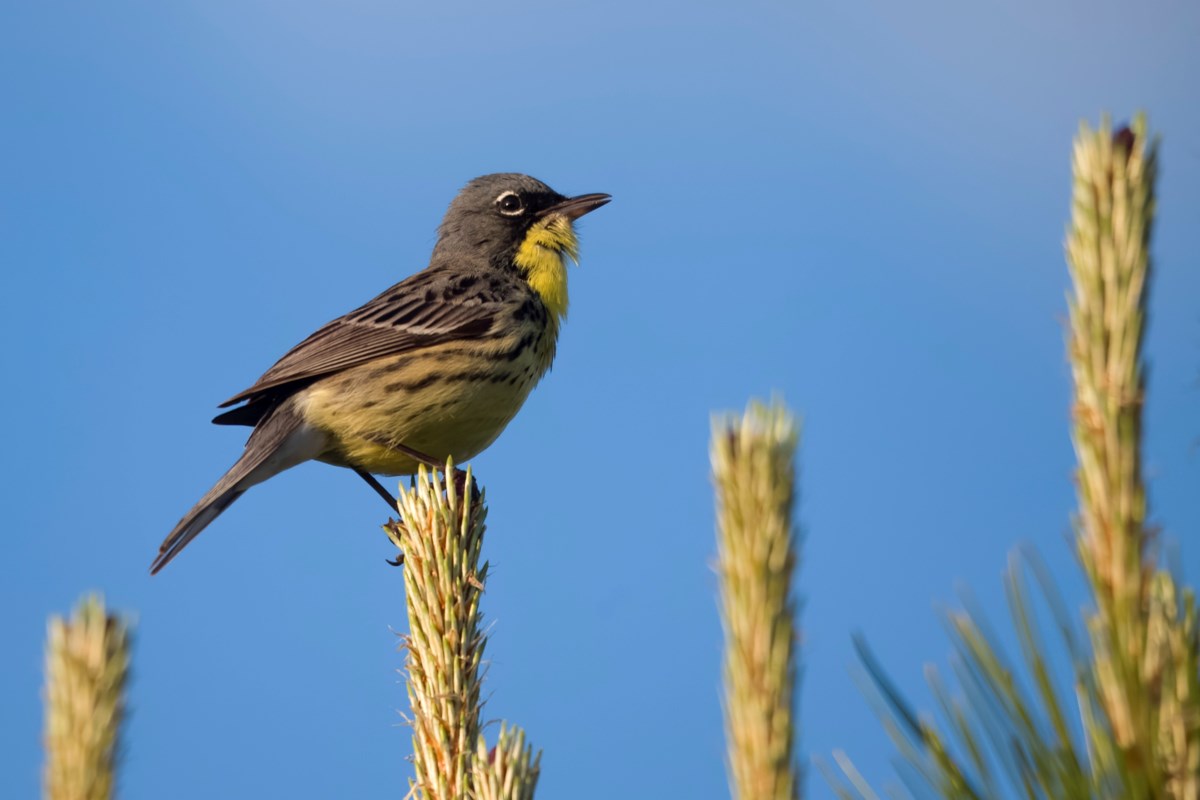 Endangered birds spotted in restored Simcoe County Forest site