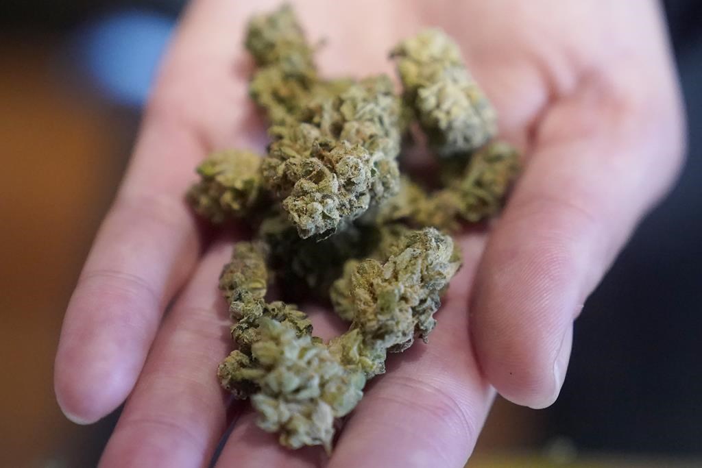 Edmonton cafe hopes to lawmakers loosen rules in selling cannabis on site