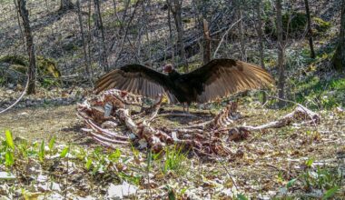 Northern photographer captures striking large turkey vulture photos