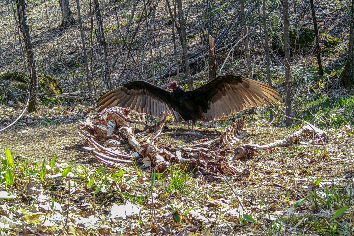 Northern photographer captures striking large turkey vulture photos