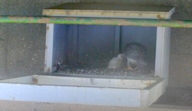 Peregrine falcons return to International Bridge, hatching two chicks