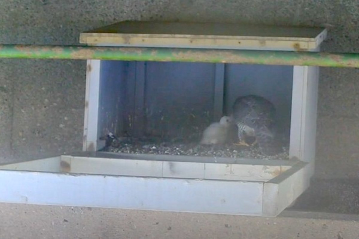 Peregrine falcons return to International Bridge, hatching two chicks
