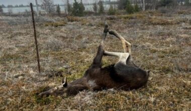 OPP officers free young moose tangled up in wire fence