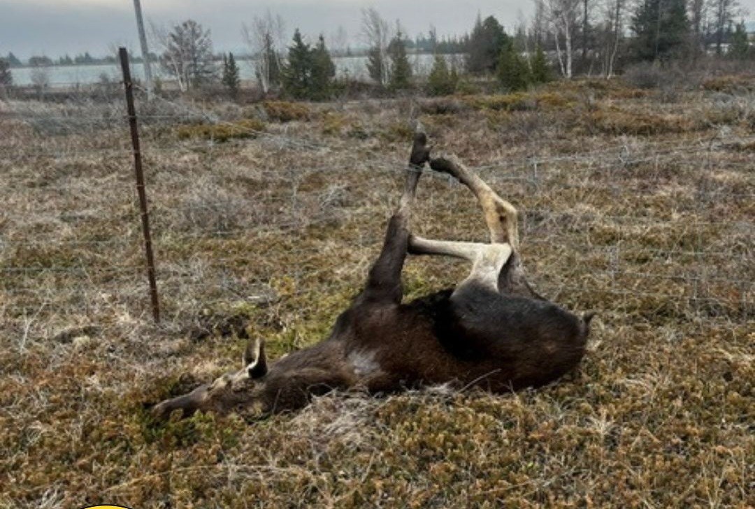 OPP officers free young moose tangled up in wire fence