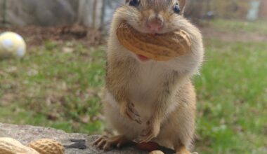Are squirrels and chipmunks driving you nuts this spring?