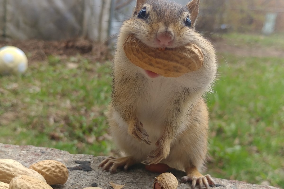 Are squirrels and chipmunks driving you nuts this spring?