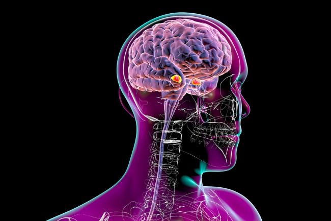 Oral small-molecule GLP-1 drugs penetrate deep into the brain to suppress cravings