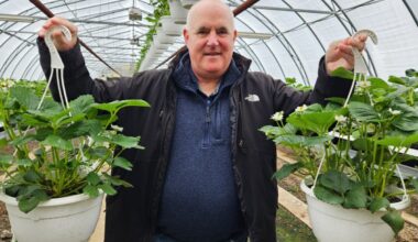 Here's how a former pilot is growing berries earlier than usual