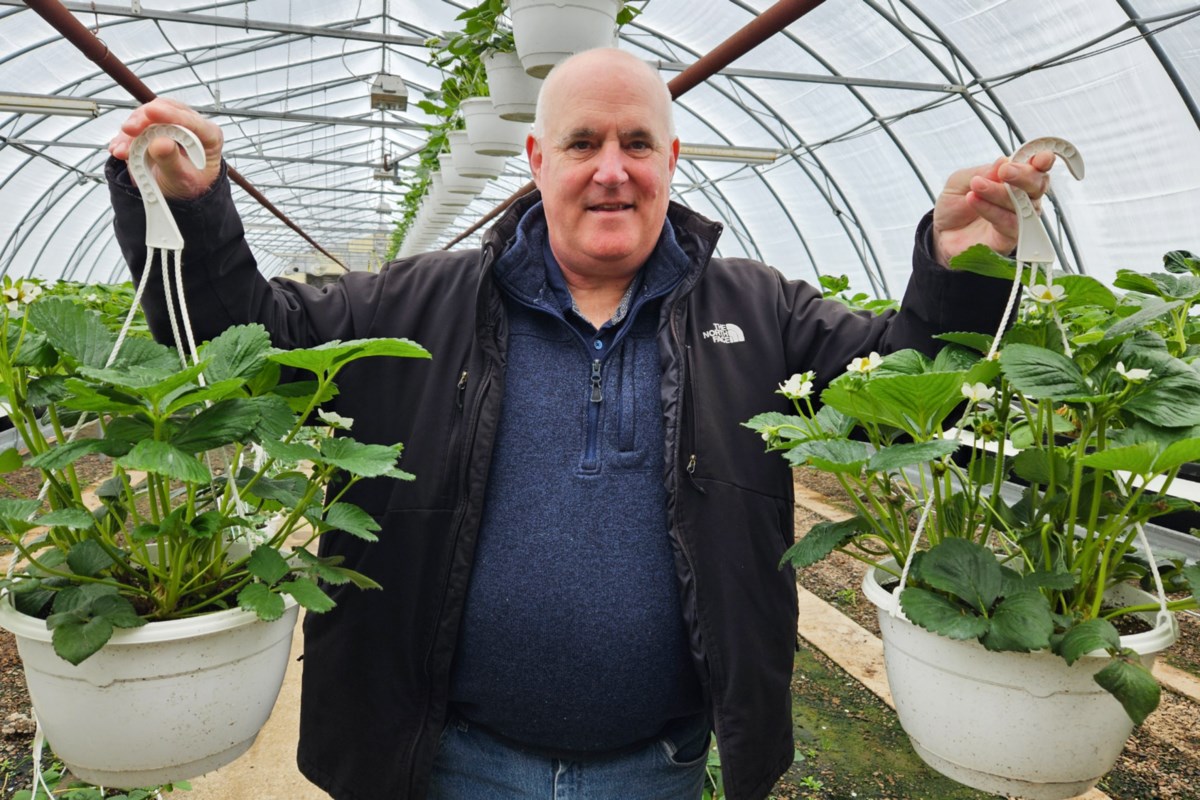 Here's how a former pilot is growing berries earlier than usual