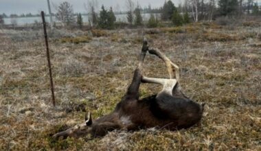 Young moose trapped in fence saved by OPP