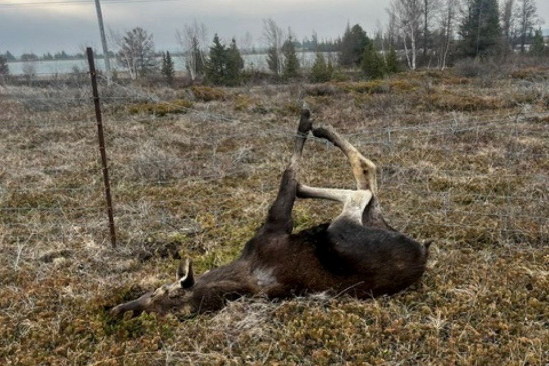 Young moose trapped in fence saved by OPP