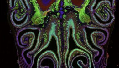 Scientists create detailed map of odor receptors