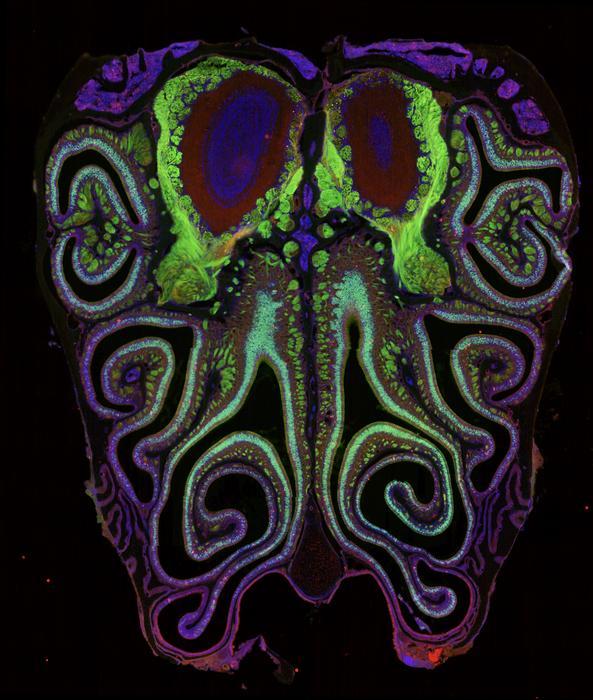 Scientists create detailed map of odor receptors