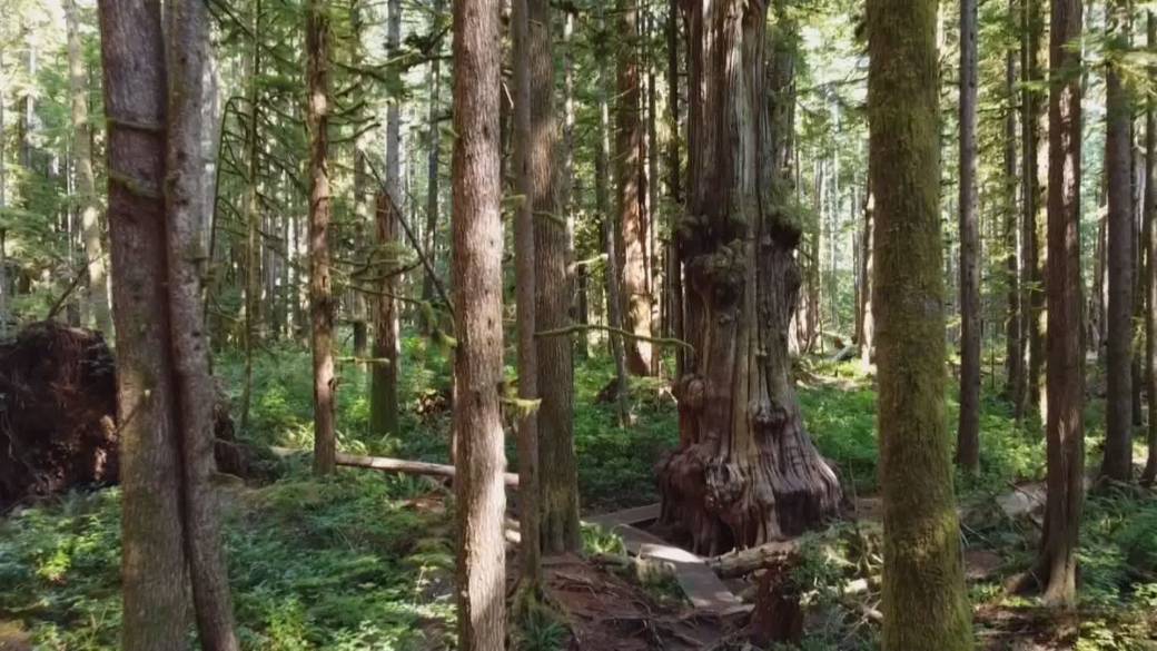 Click to play video: 'Reaction to report into future of B.C. forestry'