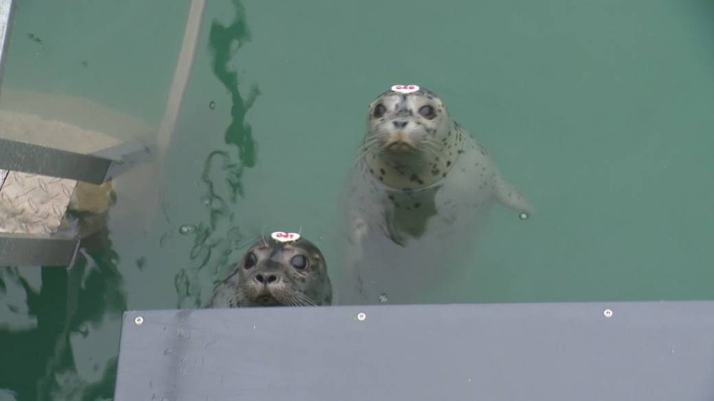 Click to play video: 'Rescued harbour seals make progress in their rehab journey'