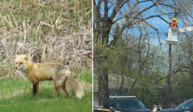 Bear and fox sightings prompt reminder on wildlife safety - SteinbachOnline.com