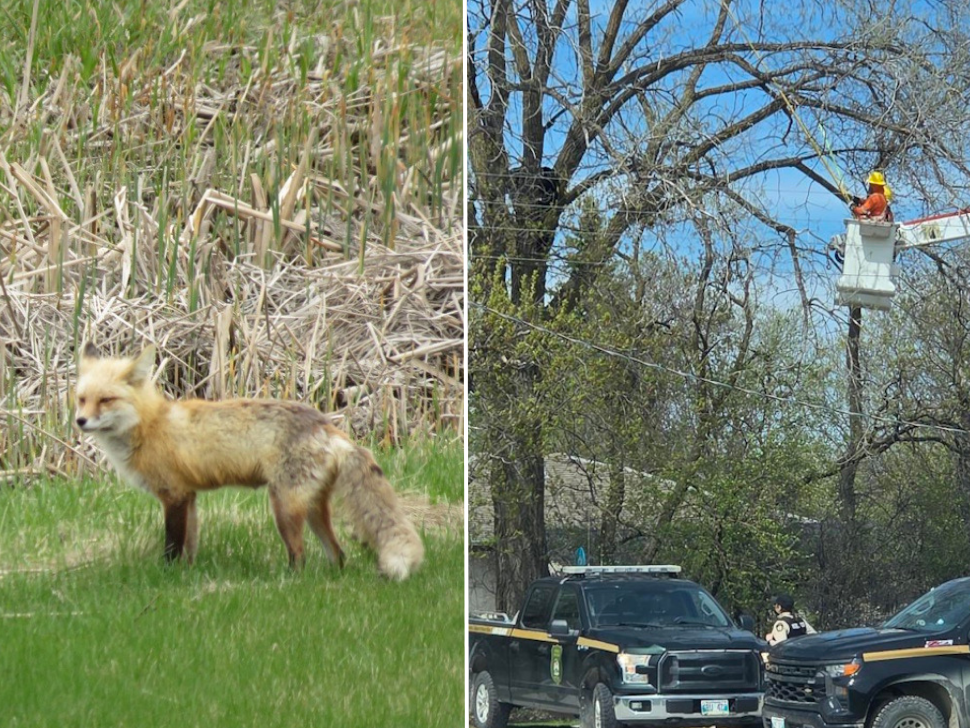 Bear and fox sightings prompt reminder on wildlife safety - SteinbachOnline.com
