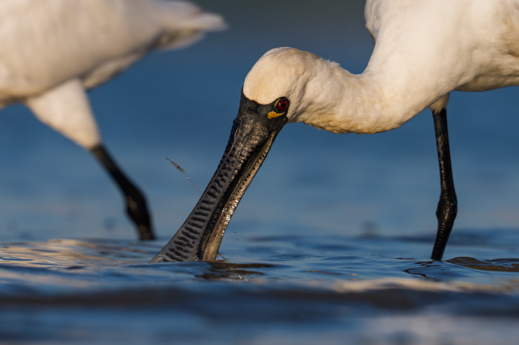 Black-faced spoonbills. Photo: Fung Hon-shing.