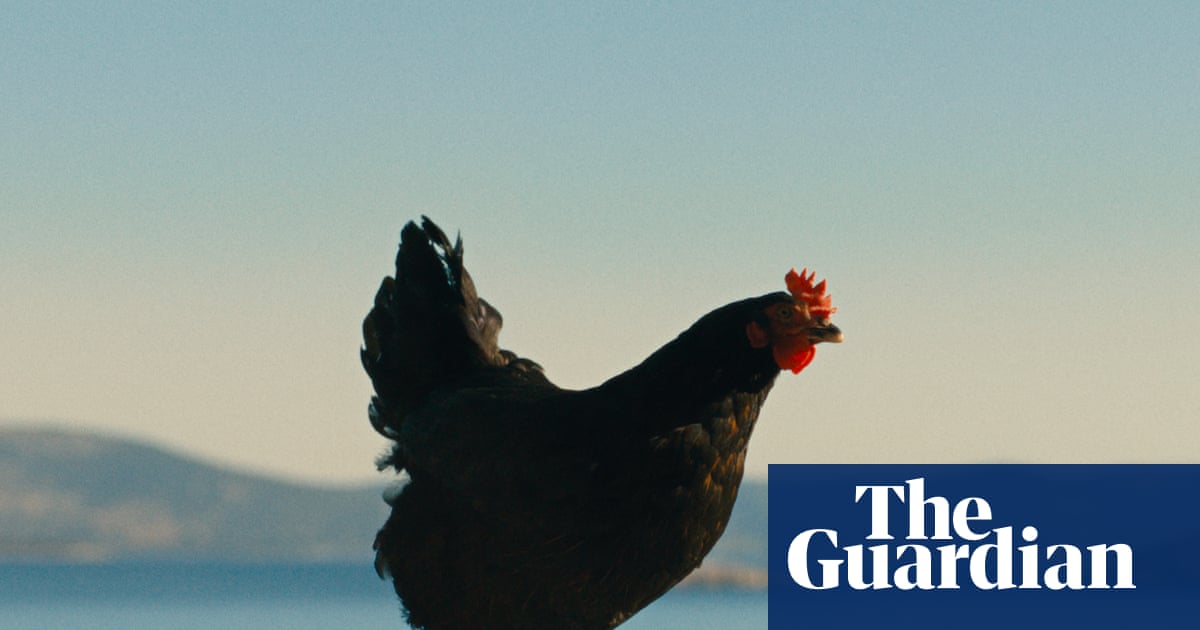 ‘Somehow you become the chicken’: inside the film about people-smuggling told through the eyes of a hen | Movies