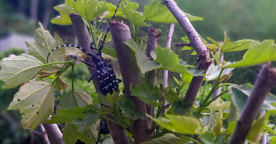 How ‘Sentinel Gardens’ Help Spot Dangerous Bugs Abroad
