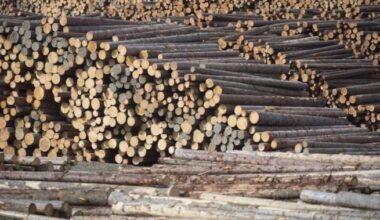 Federal government invests $12-million in B.C. forestry sector