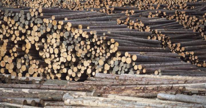 Federal government invests $12-million in B.C. forestry sector