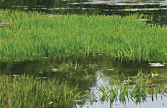 Tackling invasive species in the water