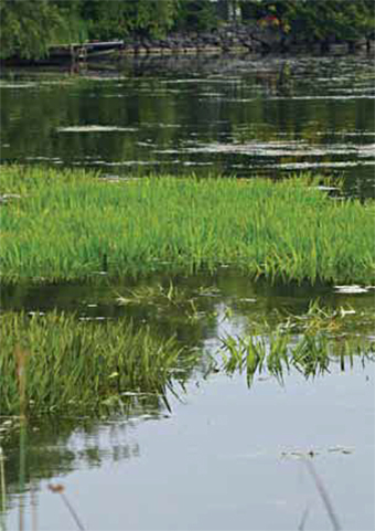 Tackling invasive species in the water