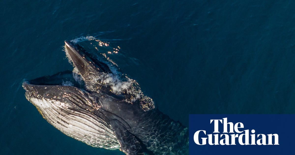 Pirouetting and gaping: mysterious whale behaviour documented as humpback migration begins | Marine life