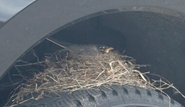 A Ford Truck, Home to Newborn Robins, Is Stuck at a Kansas Car Dealer