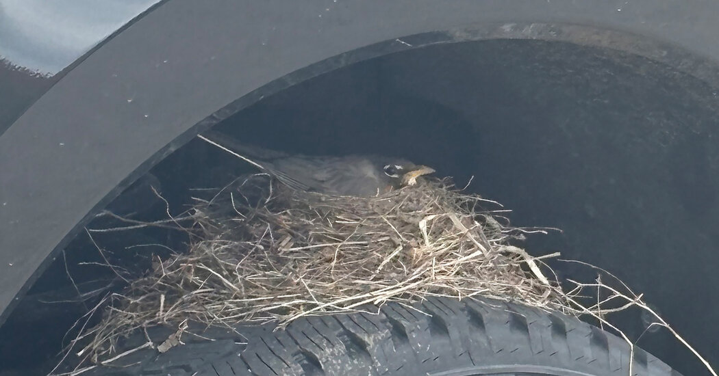 A Ford Truck, Home to Newborn Robins, Is Stuck at a Kansas Car Dealer