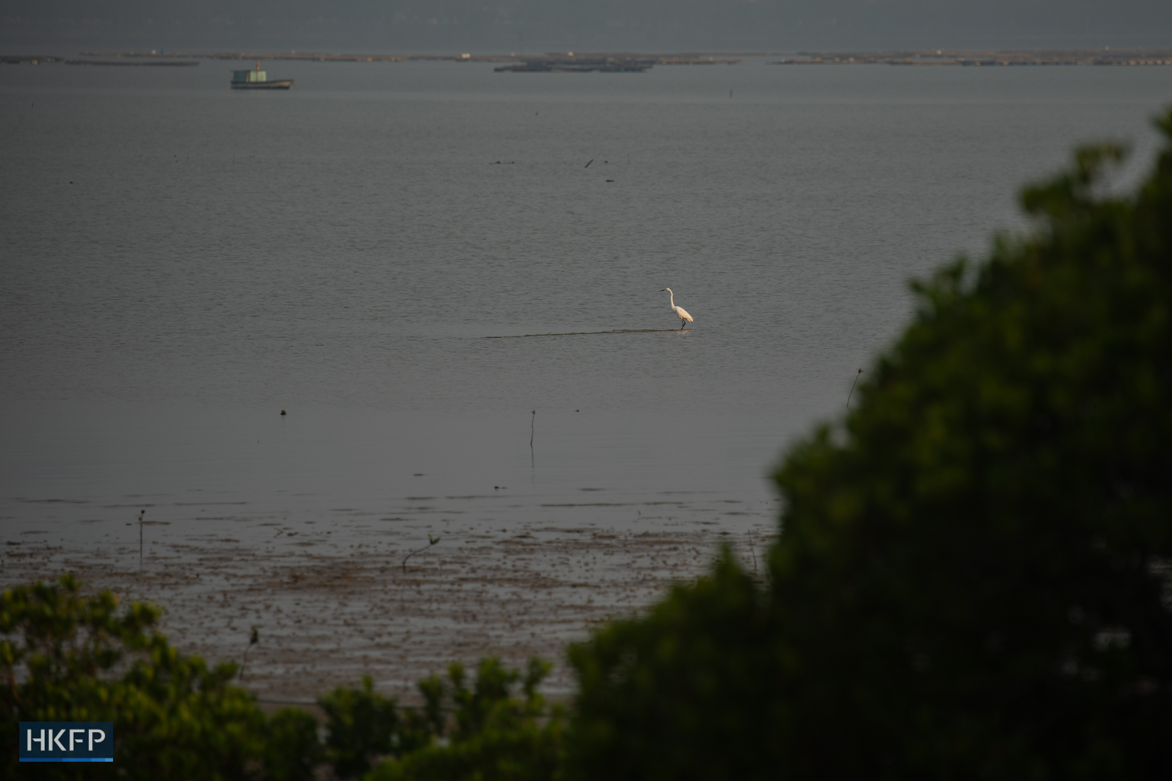 An egret standing on a mudflat in Yuen Long on March 25, 2026. Photo: Kyle Lam/HKFP.